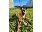 Adopt Chestnut a Black Mouth Cur