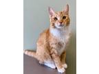 Adopt Blossom a White Domestic Shorthair / Domestic Shorthair / Mixed cat in