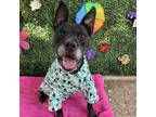 Adopt Zeus a Black Pit Bull Terrier / Mixed dog in Austin, TX (34553515)