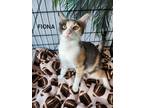 Adopt Fiona a Calico or Dilute Calico Domestic Shorthair cat in Honolulu