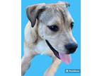 Adopt Pascal a Husky / Mixed Breed (Medium) / Mixed dog in Rockport
