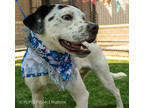 Adopt Matisse a White Mixed Breed (Medium) / Mixed dog in Kansas City