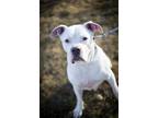 Adopt Alcina a White Mixed Breed (Medium) / Mixed dog in Kalamazoo