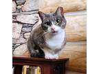 Adopt Latte a Brown Tabby Domestic Shorthair / Mixed cat in Aurora