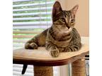 Adopt Carrot a Brown Tabby Domestic Shorthair (short coat) cat in Apex