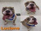 Adopt LUCIANA a Pit Bull Terrier, Mixed Breed