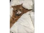 Adopt Kiki a Orange or Red Tabby Domestic Shorthair / Mixed (short coat) cat in