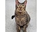 Adopt Milly a Brown or Chocolate Domestic Shorthair / Mixed cat in Michigan