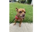 Adopt Ella a Tan/Yellow/Fawn Puggle / Mixed dog in Long Beach, CA (38062631)