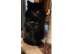 Adopt Julie a Domestic Long Hair