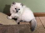 Blue Point Ragdoll Waiting For Love