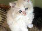 Ragdoll Rare Bicolor Male