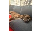 Adopt Tigger a Brindle Mixed Breed (Large) / Mixed dog in Virginia Beach