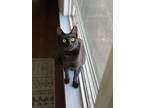 Adopt Soot Sprite a All Black Domestic Shorthair / Mixed (short coat) cat in