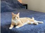 Adopt Fireball a Orange or Red Tabby Domestic Shorthair / Mixed (short coat) cat