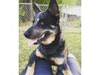 Adopt Max a Black - with Tan, Yellow or Fawn Australian Cattle Dog / Mixed dog