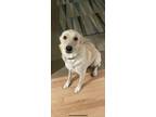 Adopt Luna a White - with Tan, Yellow or Fawn Labrador Retriever / German