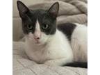 Adopt Elli a Gray or Blue Domestic Shorthair / Mixed cat in Madison