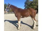 Gentle Clydesdale colt