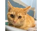 Adopt Amber a Domestic Short Hair