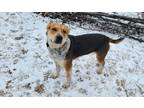 Adopt Trixie Trucker a Australian Cattle Dog / Blue Heeler, Beagle