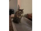 Adopt Jackie a Calico or Dilute Calico Domestic Longhair / Mixed (long coat) cat
