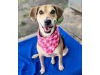 Adopt Pixie a Tricolor (Tan/Brown & Black & White) Mountain Cur / Mixed Breed