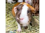 Adopt Bonbon -- Bonded Buddy With Channell And Coco a Guinea Pig small animal in