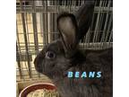Adopt Beans - Chino Hills Location a Havana / Mixed rabbit in Chino Hills
