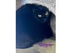Adopt M- Onyx ****Working Cat**** a Manx