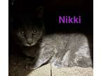 Adopt M-Niki ****Working Cat**** a Russian Blue