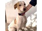 Adopt Wera(4) a Terrier