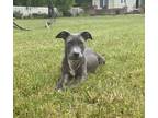 Adopt Ripp a Gray/Blue/Silver/Salt & Pepper American Pit Bull Terrier / Mixed