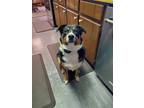 Adopt ECHO a Black - with Tan, Yellow or Fawn Australian Shepherd / Mixed dog in