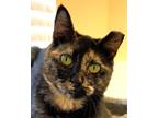 Adopt Sunkist a Domestic Shorthair / Mixed (short coat) cat in Clinton