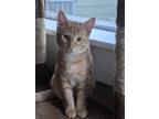 Adopt Paschal a Orange or Red American Shorthair (short coat) cat in Yamhill