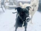 Adopt Harvey a Black - with White Labrador Retriever dog in Castle Rock