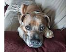 Adopt Leon a Tan/Yellow/Fawn - with White Pit Bull Terrier / Bullmastiff dog in