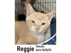 Adopt Reggie a Domestic Short Hair