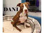 Adopt Dani a Terrier