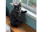 Adopt Nutmeg23 a Domestic Short Hair