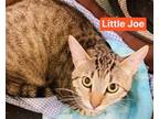 Adopt Little Joe a Gray or Blue Domestic Shorthair / Mixed Breed (Medium) /