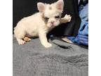 French Bulldog Puppy for sale in Wiota, IA, USA