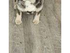 French Bulldog Puppy for sale in Wiota, IA, USA