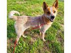 Adopt Baby Girl a Merle Australian Cattle Dog / Mixed dog in Mt.Airy