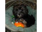 Shorkie Tzu Puppy for sale in Paterson, NJ, USA