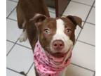 Adopt Maiya a American Staffordshire Terrier