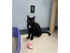 Adopt Takeo a Domestic Short Hair