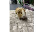 Adopt Sunny a Guinea Pig