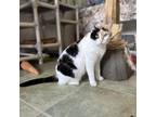 Adopt Mrs. Robinson a Calico or Dilute Calico Domestic Shorthair / Mixed cat in